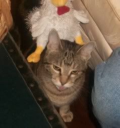 KittyRide.jpg
