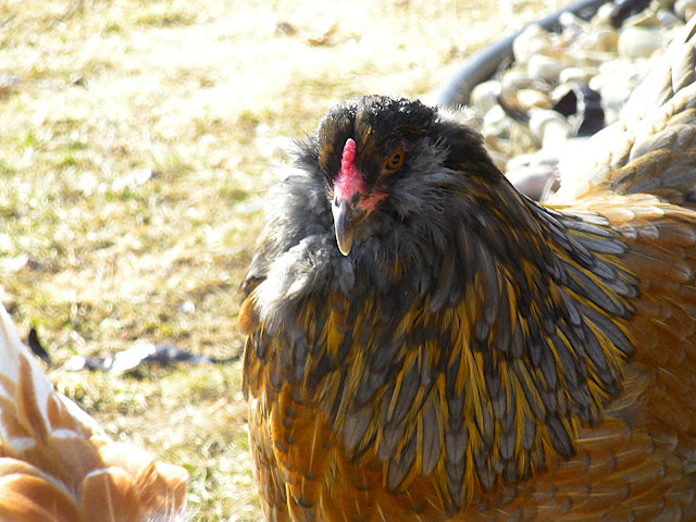 DSCN0704.JPG
