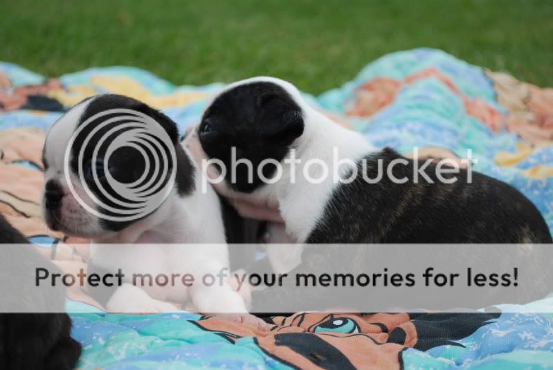 zoopicsandpuppypics534.jpg