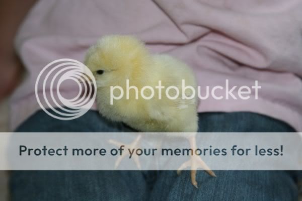 chicks-delaware.jpg