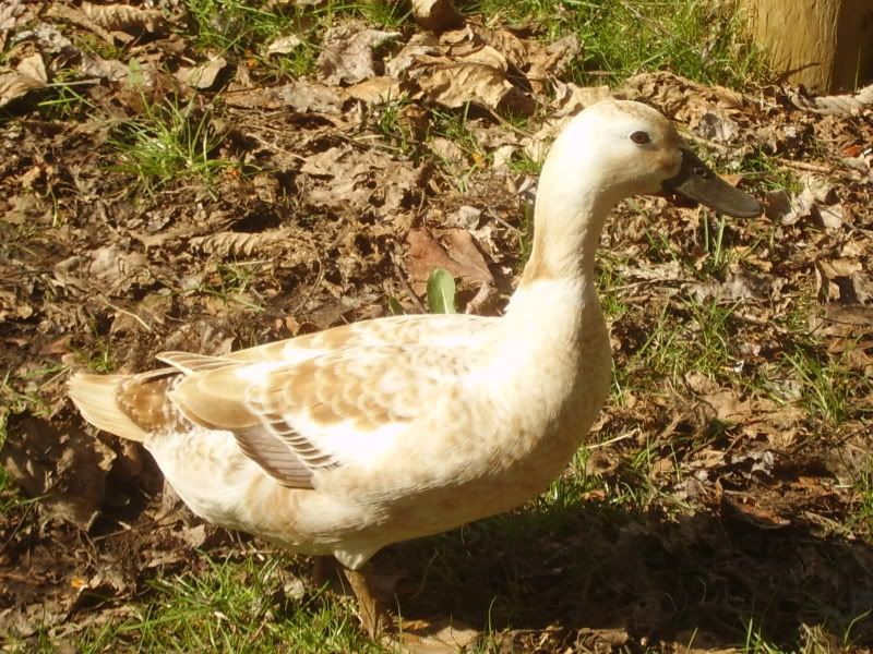 duckies006.jpg