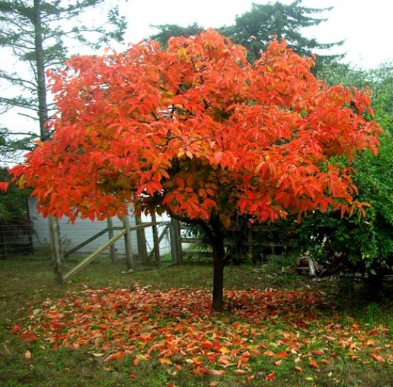 persimmon_tree%203_555x0.jpg