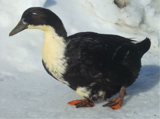 DuckFemale.jpg