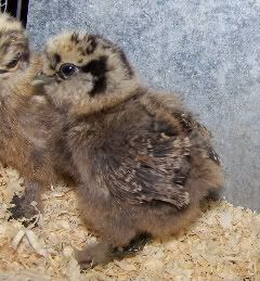 PSilkChick.jpg