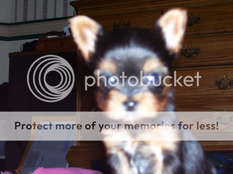 Puppies006.jpg