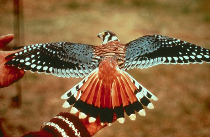 Male_American_Kestrel.jpg