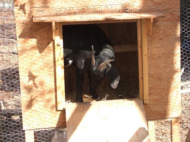 3070_goat_in_chicken_house_and_sick_hen_003.jpg
