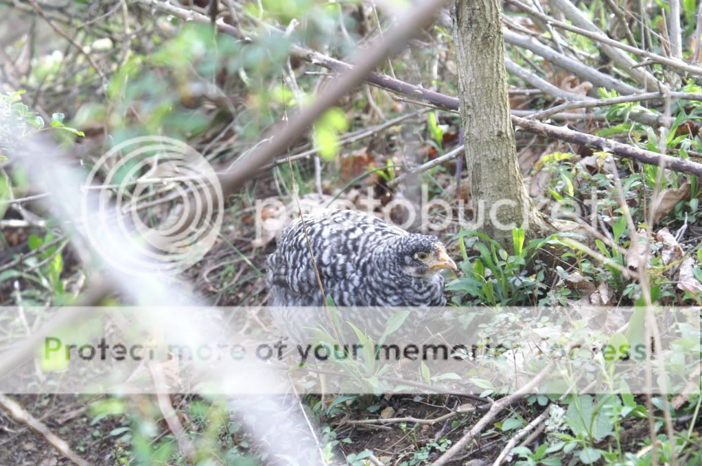 mychickens034.jpg