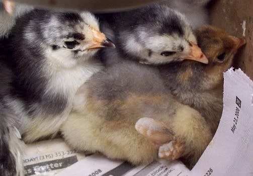 penpalechicks.jpg
