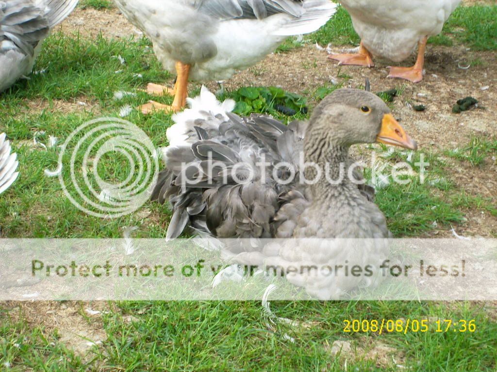 goslings123.jpg