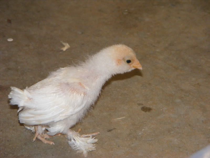BantamChicken3.jpg