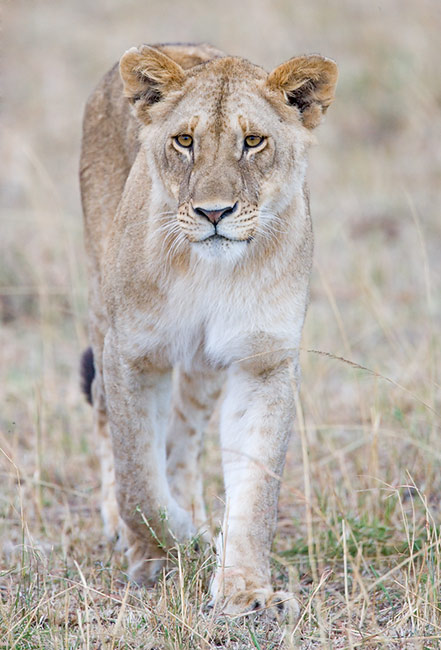 African%20Lion%20young%20male.jpg