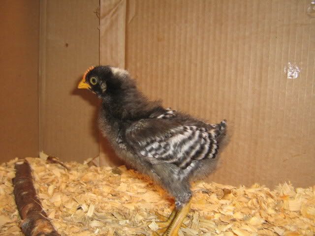 Chicks3WeeksApril92009001.jpg