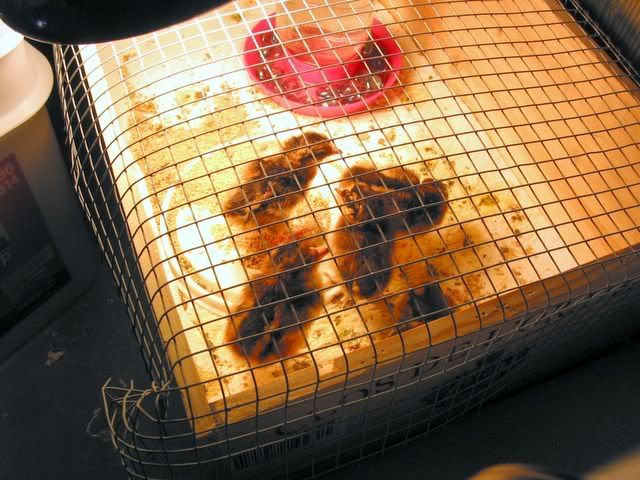 MoreChicks002.jpg