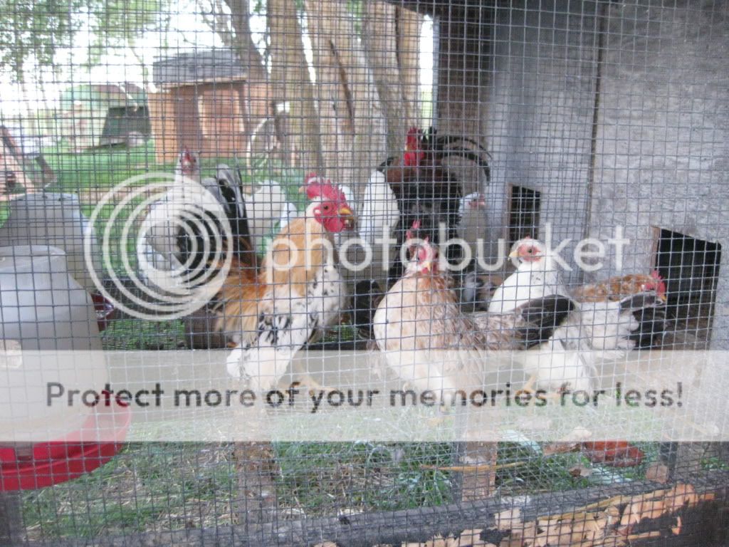 SpringSeramapics033.jpg