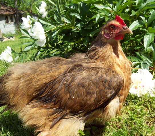 Silky_hen_by_Digital_Disire.jpg