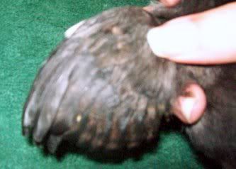 AraucanaWing2a-0502.jpg