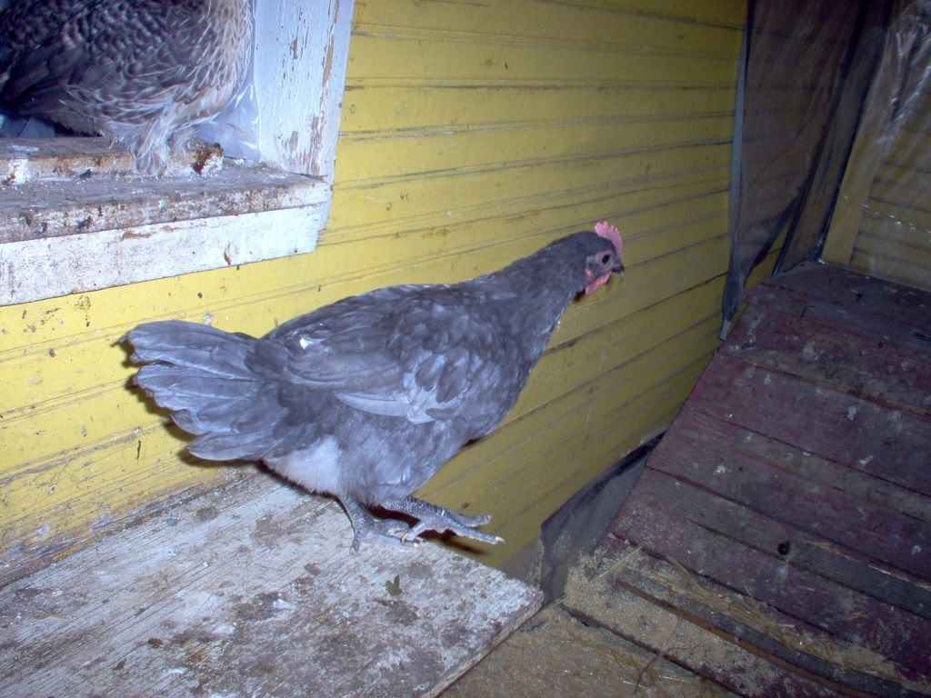 pollos002.jpg