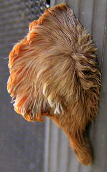 asp_tribble_fred.jpg