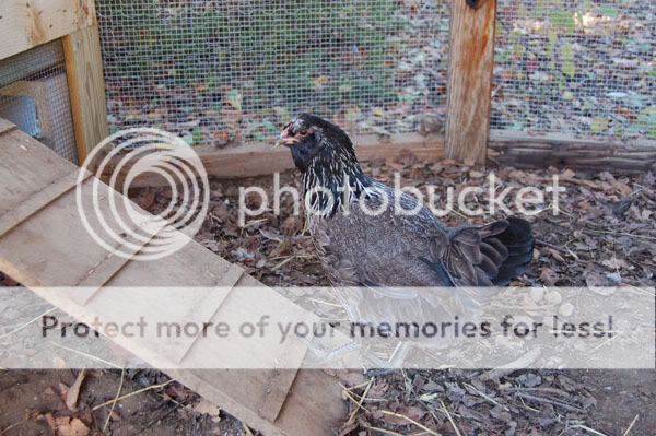 hens020-Copy.jpg