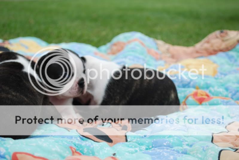 zoopicsandpuppypics533.jpg