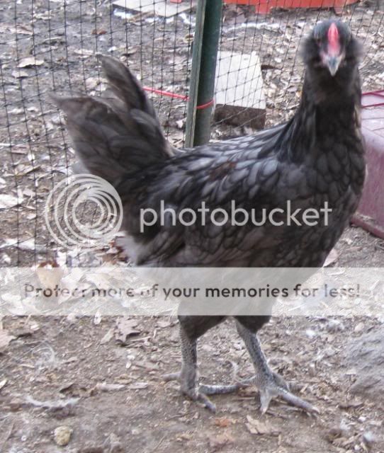 oliveeggercock6.jpg