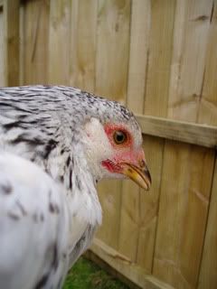 Hens027.jpg