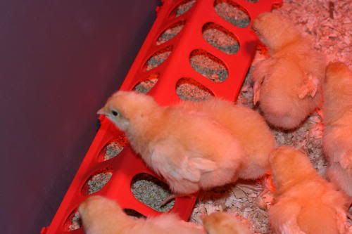 Chicks1week002.jpg