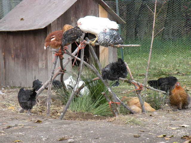 DSCN1160.jpg
