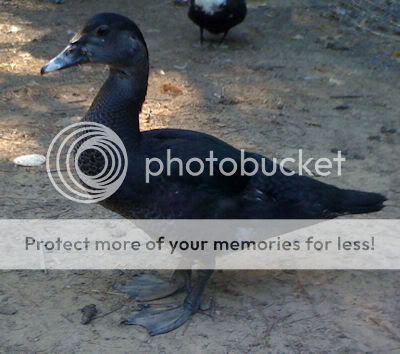 Muscovy70.jpg