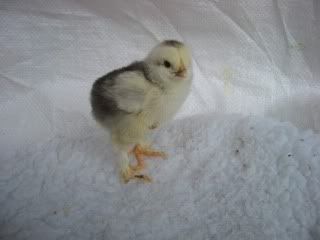 LightBrahmachick4611-1wk.jpg