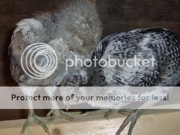 chicks4weeksold063.jpg