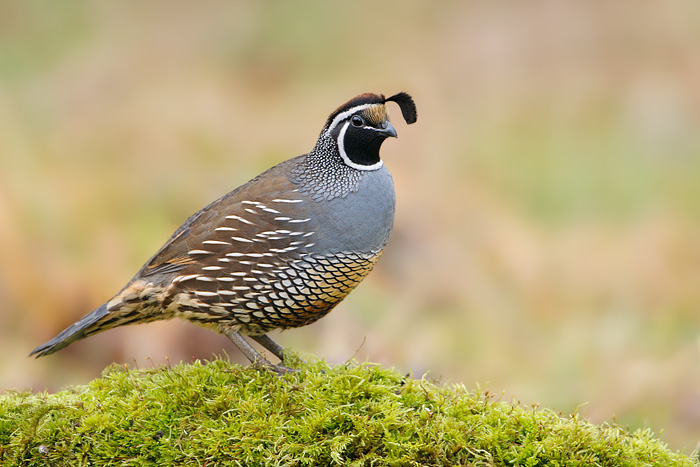 Do Both Female And Male California Quails Hunt 32