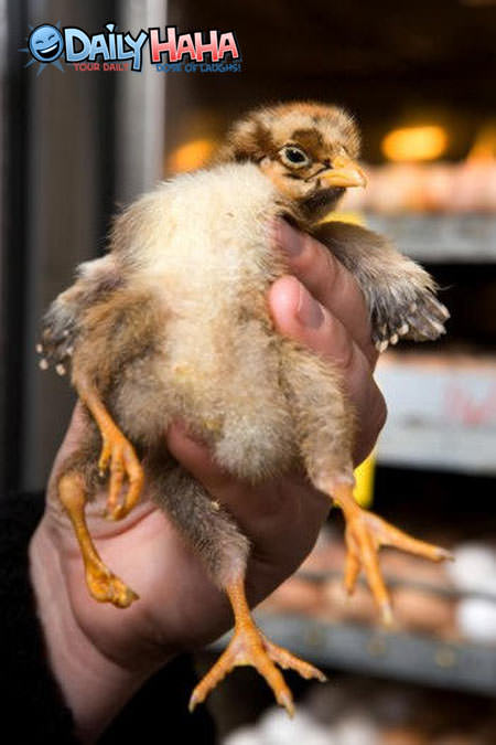 4_legged_chicken.jpg