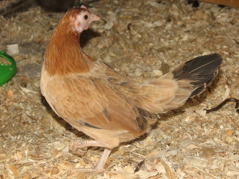 chickenstock124.jpg