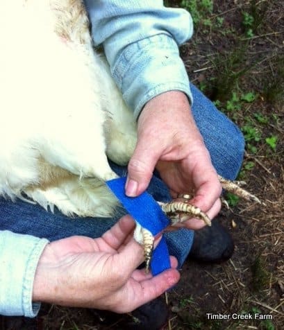 wrapping an injured chicken foot