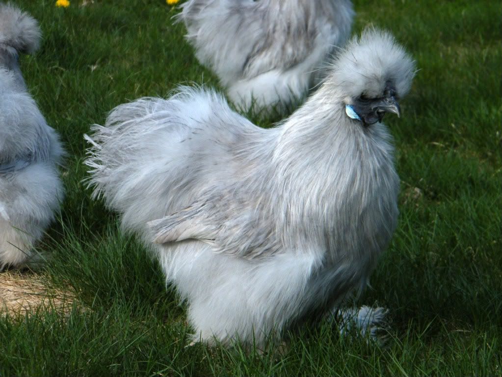 DSCF2281.jpg