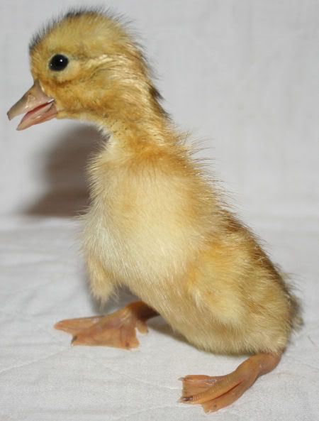 duck5.jpg