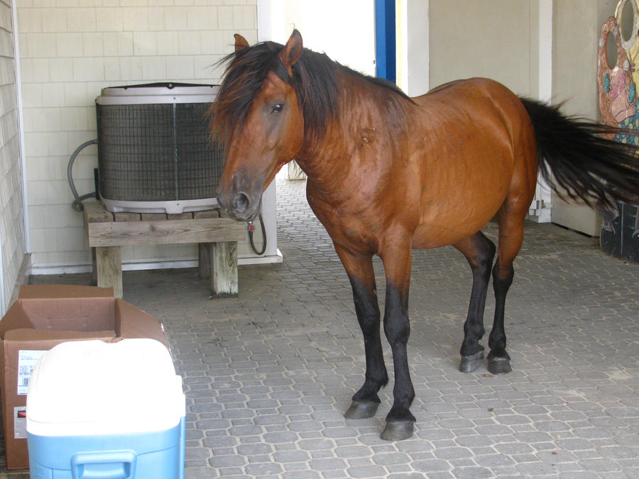 Bay_Mustang_Stallion_3_by_LittleHooves.jpg