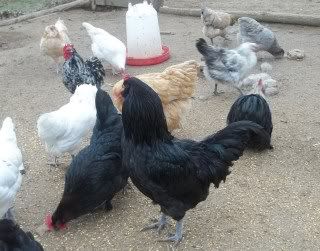 Christmasandbirds420.jpg
