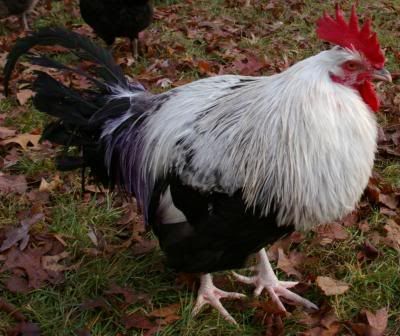 chicks2.jpg