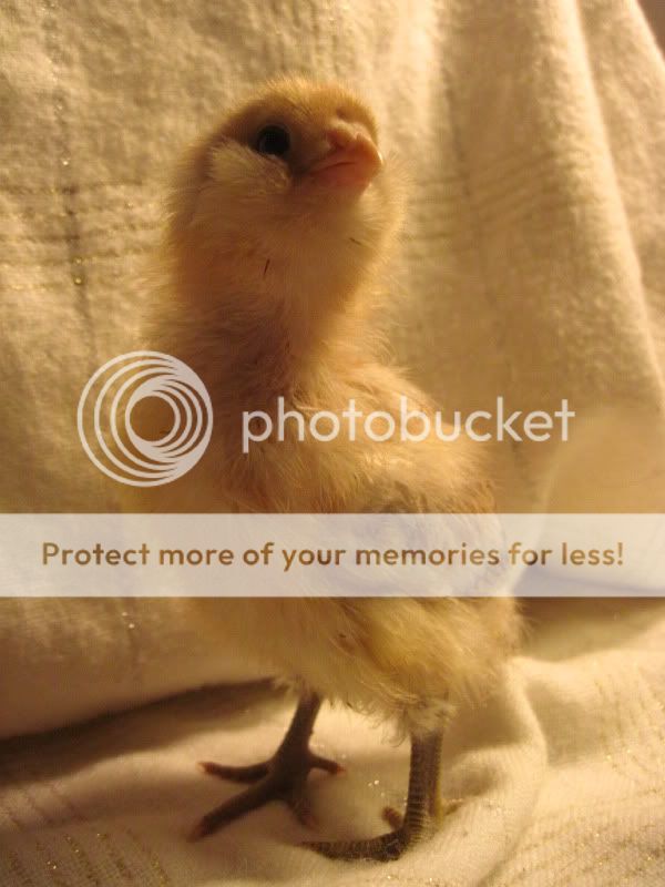 chicks012-1.jpg