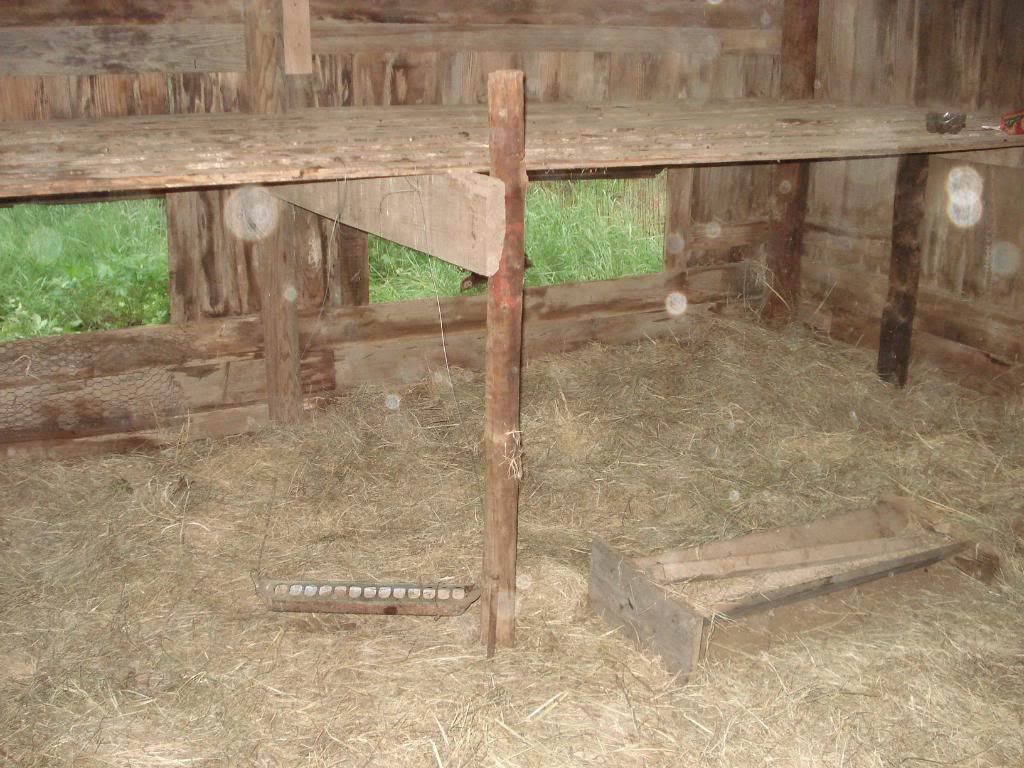 chicken8.jpg