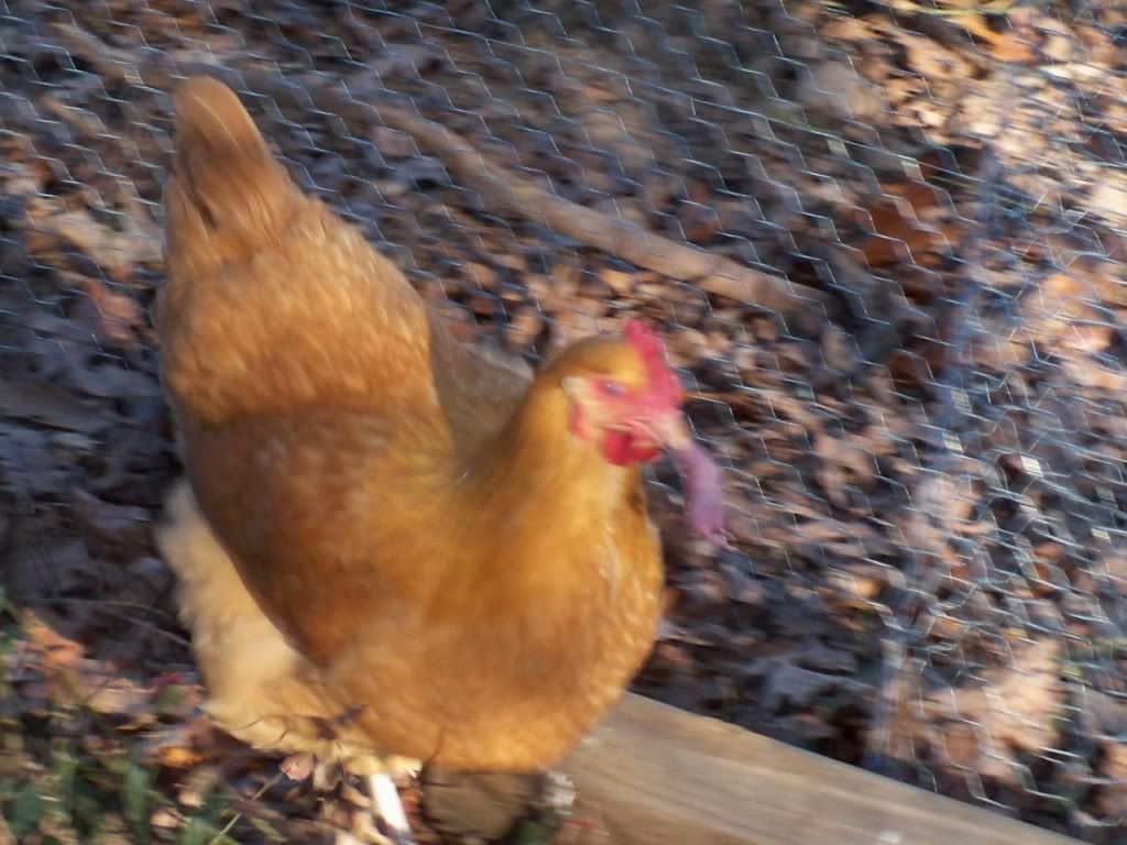 201111-19056CROP.jpg