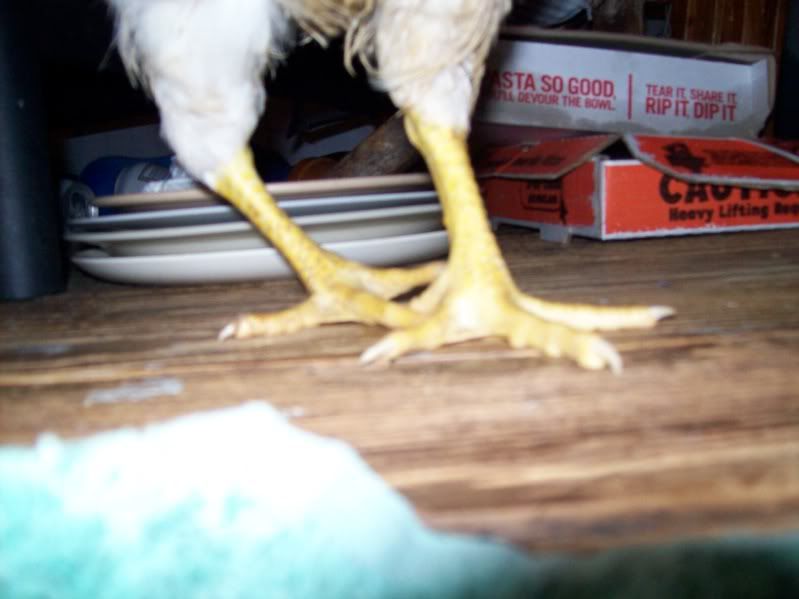 chickenleg002.jpg