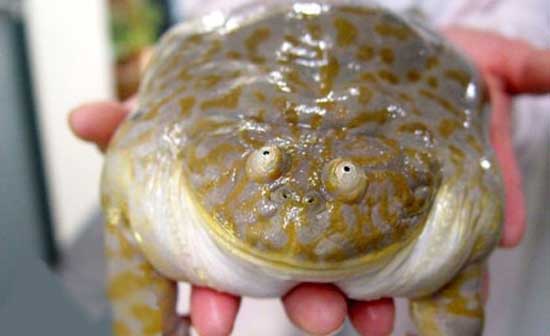 Now-thats-a-Big-Frog-8504.jpeg