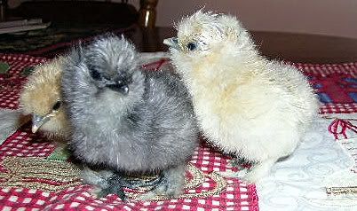 Dec08chicks2.jpg
