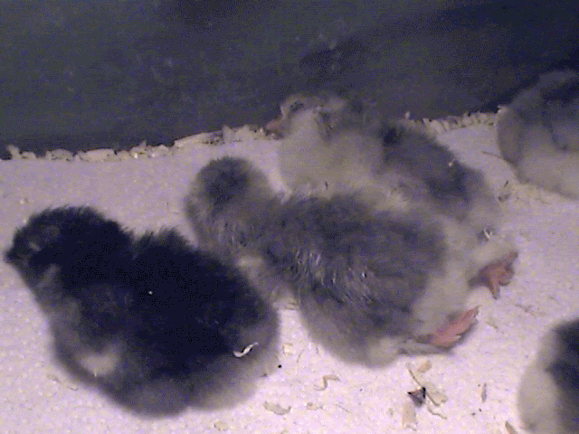 CochinBabies-1.gif