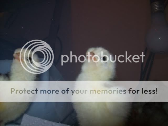 chick020.jpg