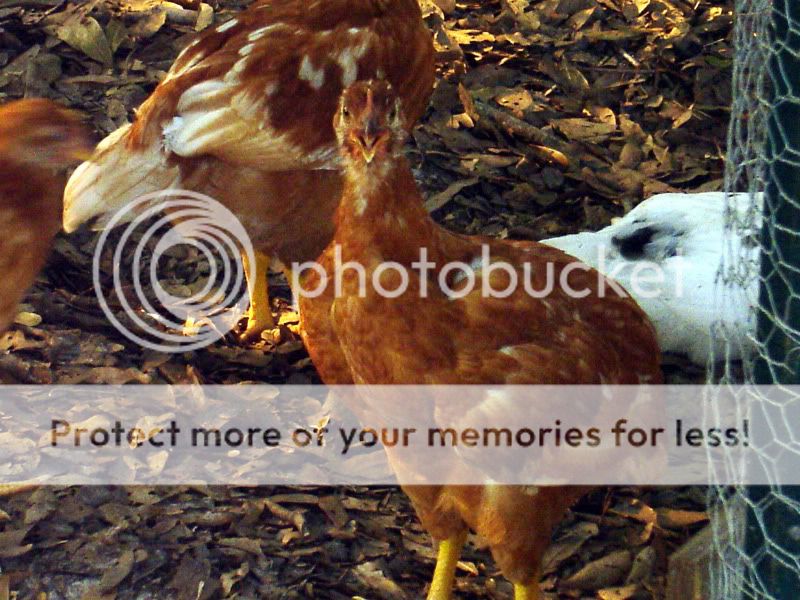 chickensjune2011011.jpg